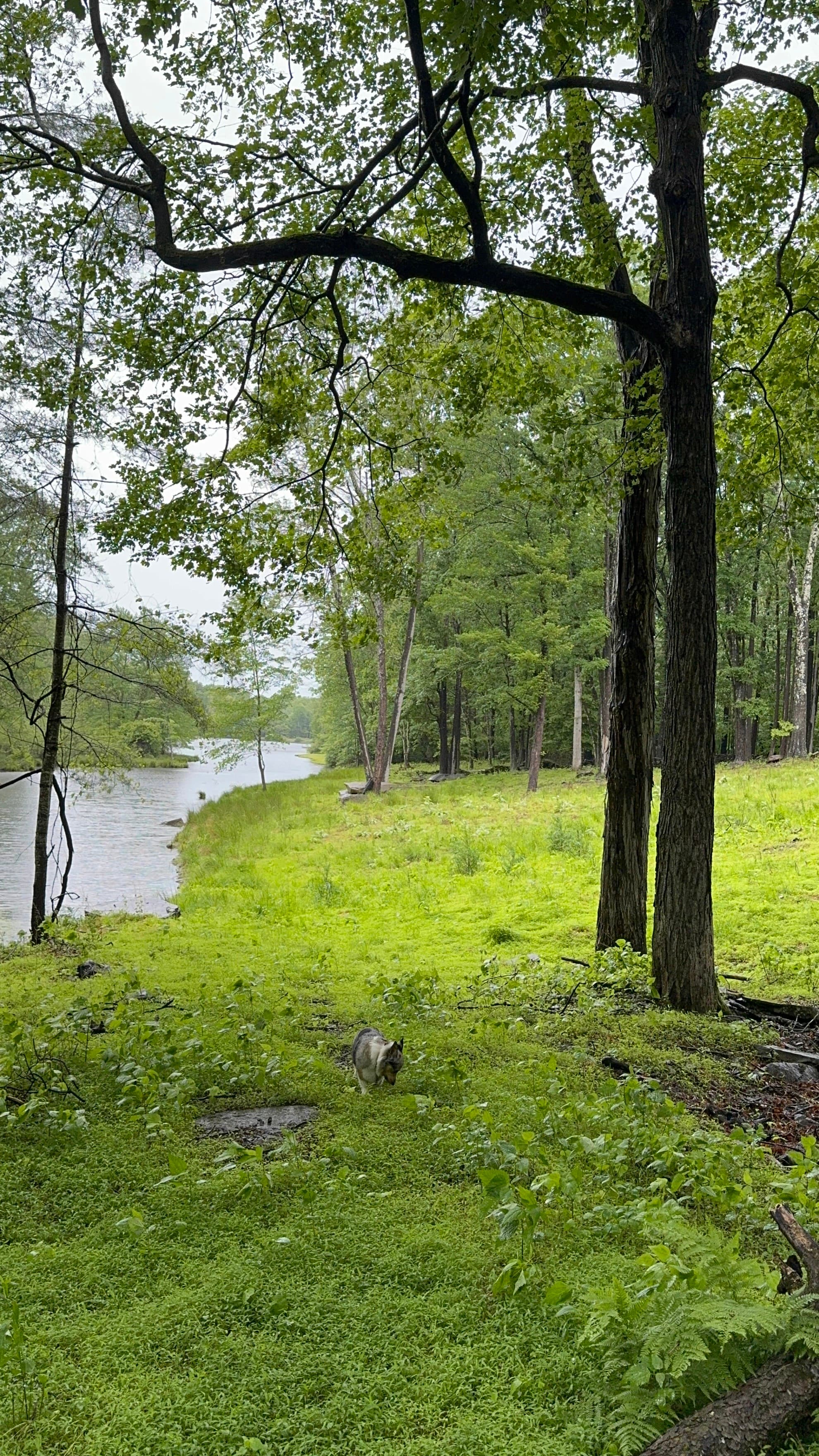 Wooded trail on the Paradise Lake property