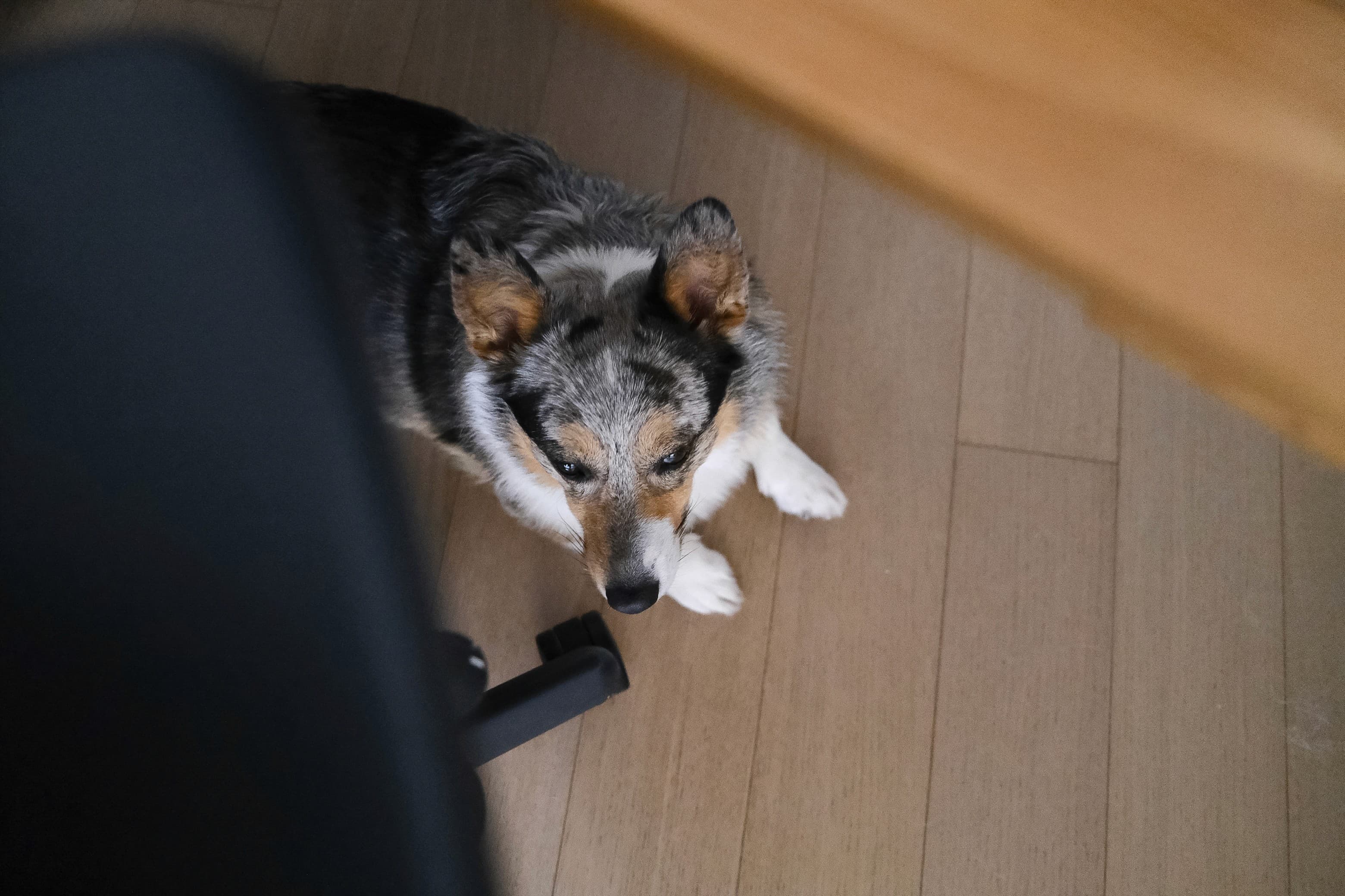 Bandit the corgi looking up from under a desk at home